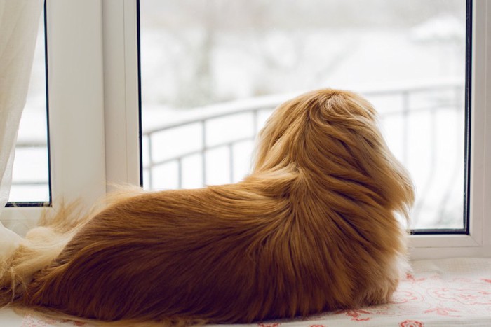 窓辺で外の雪を眺める犬の後ろ姿