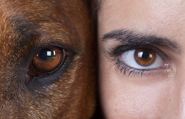 犬と女性の目のアップ