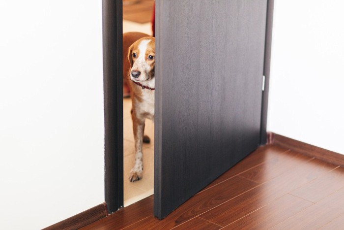 少し開いたドアの向こうを見ている犬