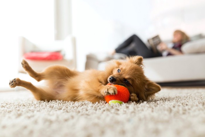 カーペットの上で寝転がりボールで遊んでいる犬