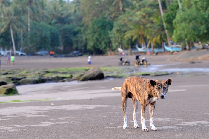 バリ島のビーチの犬