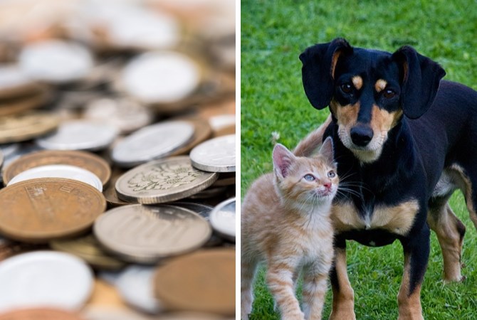 犬と猫とお金