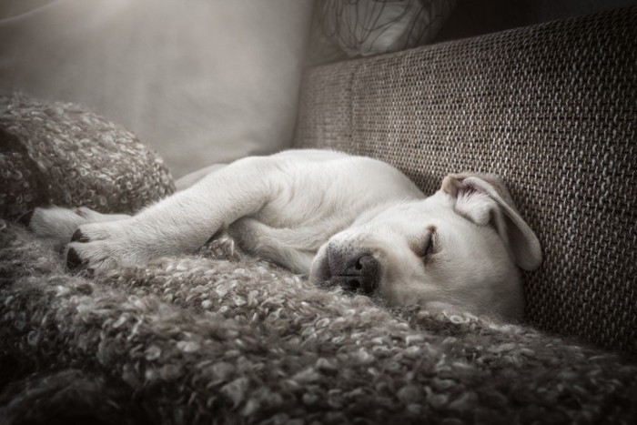 眠るラブラドールレトリーバーの子犬