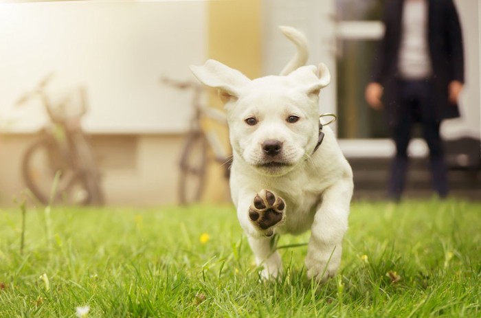 芝生を真っすぐ走ってくる白い子犬