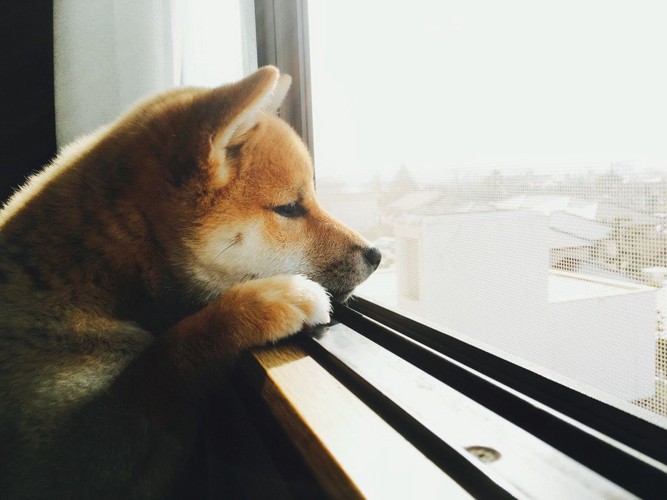 窓の外を見る犬の横顔