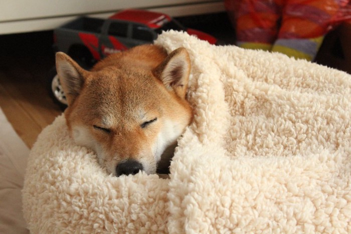 犬用ベッドに潜り込んで眠る柴犬