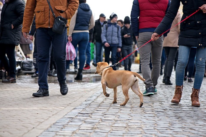 人混みを散歩している茶色い犬