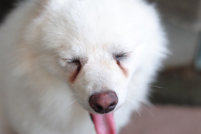 目を閉じた涙焼けしている白い犬
