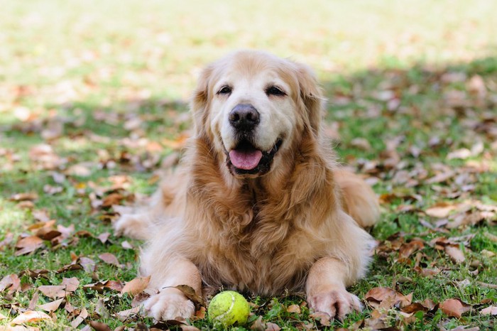 テニスボールと笑顔の老犬