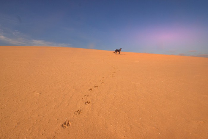 砂漠の犬