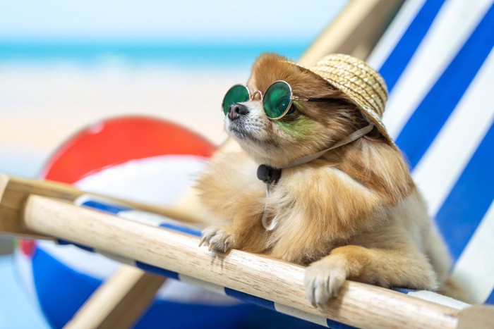 麦わら帽子とサングラスをして浜辺にいる犬
