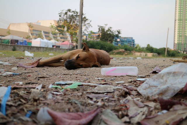 ゴミの中で横たわる犬
