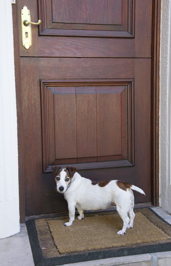 玄関の前に佇む犬
