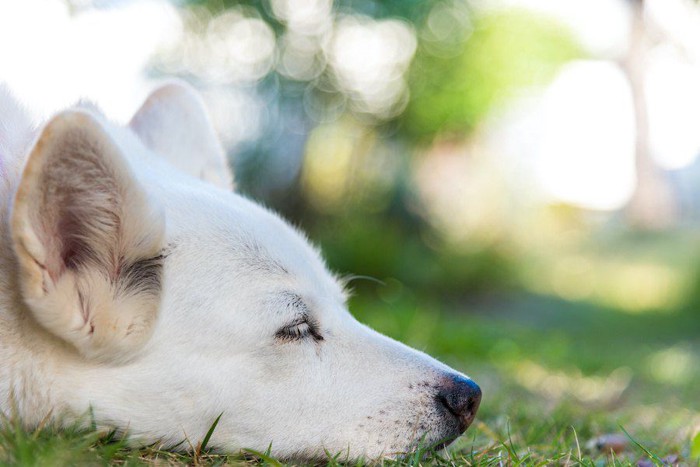 白目をむいて眠っている白い犬