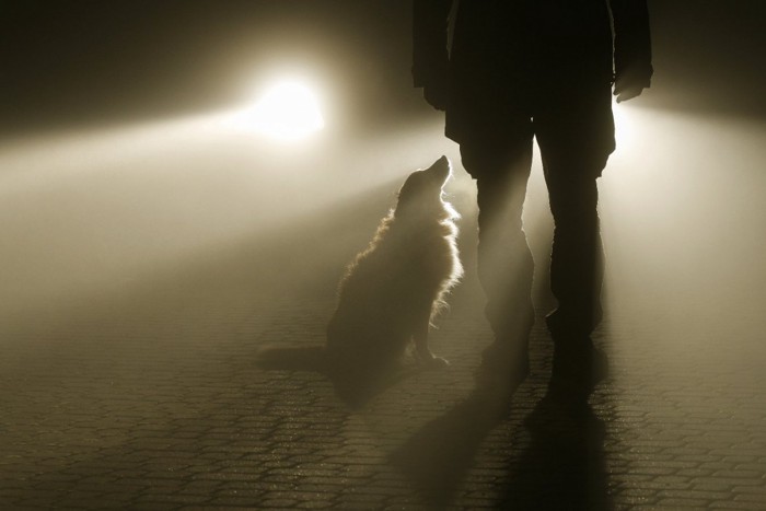 男性と犬の影