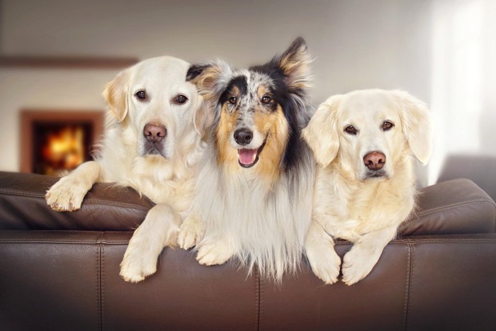 ソファーからこちらを見る3匹の犬