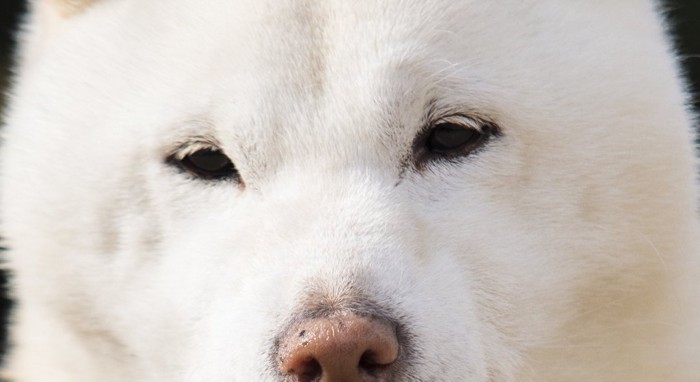 白い犬の目  136618086