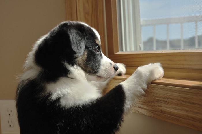 窓際で佇む子犬