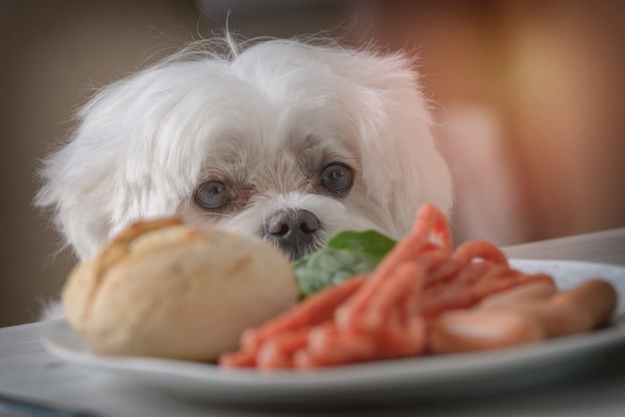 人間の食事を見つめる白い犬