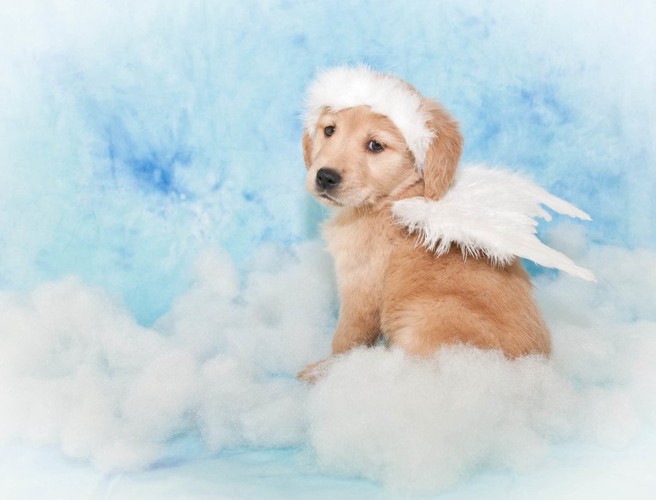 天使の仮装をしたラブラドールの子犬