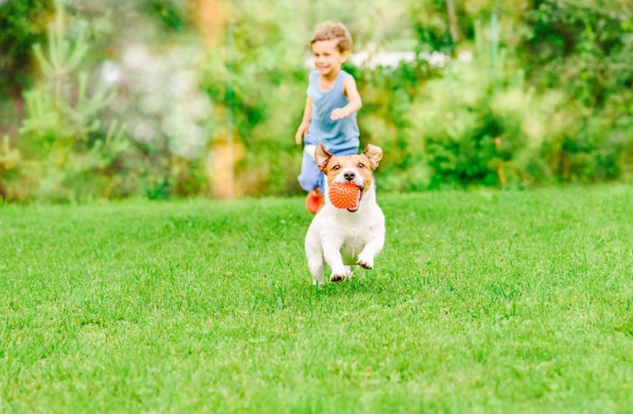 子供と一緒にボールで遊ぶ犬