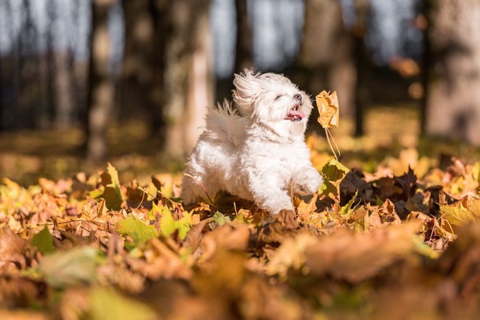 落ち葉の上を走る白い犬