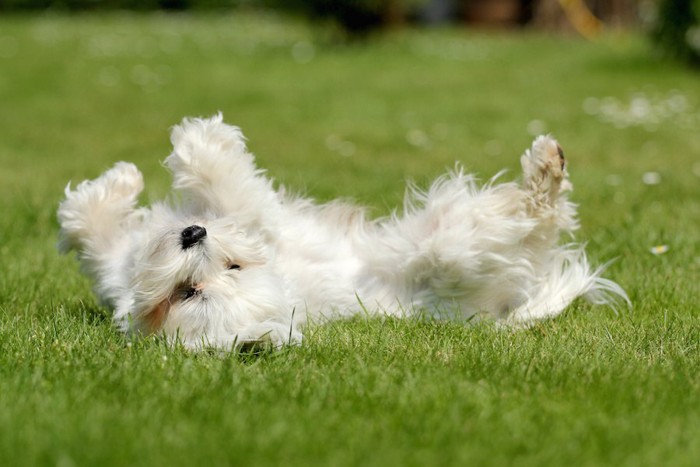 芝生に転がる白い長毛の犬