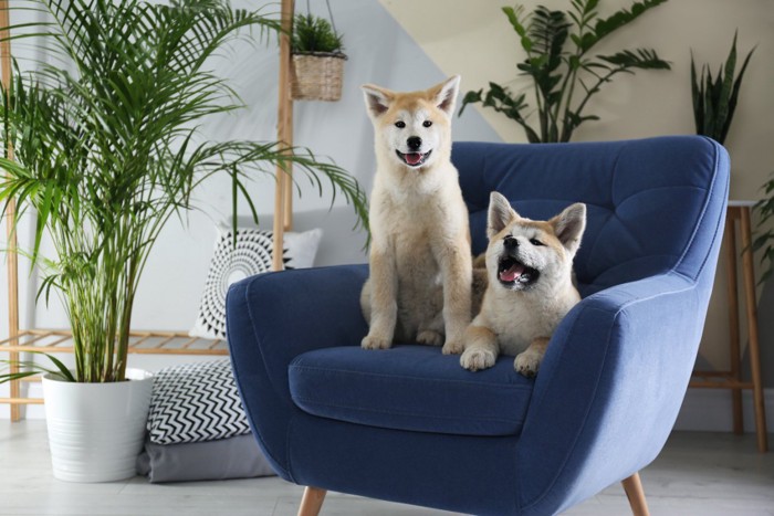 椅子の上の2匹の犬