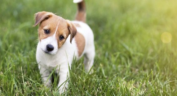 芝生に立つジャックラッセルテリアの子犬