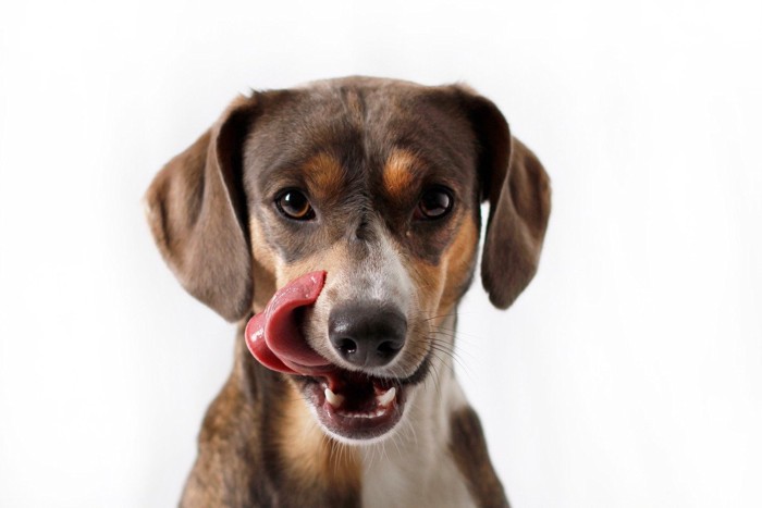 ；舌舐めずりをしている犬