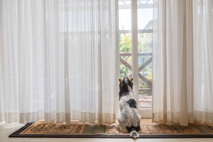 カーテンの窓と後ろ姿の犬
