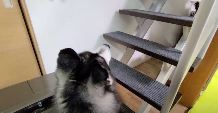 階段を見上げる