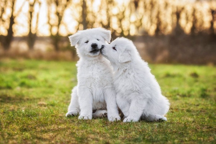 ホワイトシェパードの子犬二頭、芝生の上