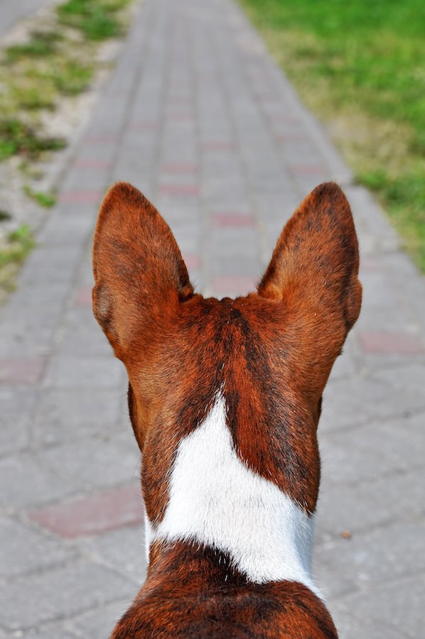 大きな耳の犬の後ろ姿