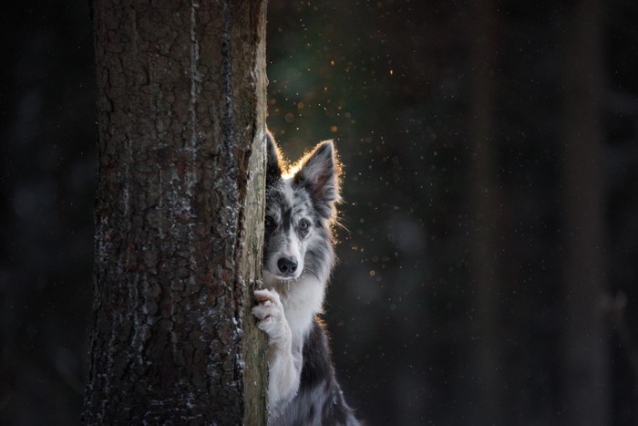 木の後ろに隠れる犬