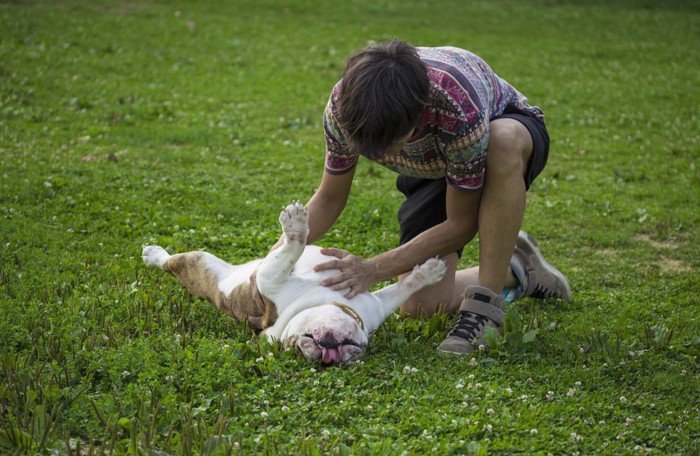 芝生で犬の腹を撫でる少年