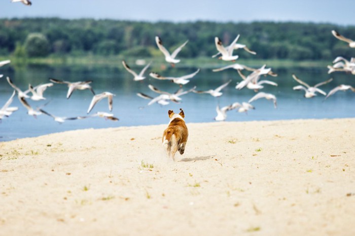 浜辺で鳥を追いかける犬