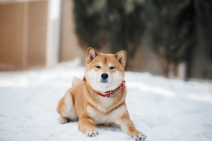 雪の上に伏せる柴犬