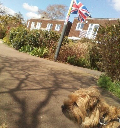 イギリス国旗と犬
