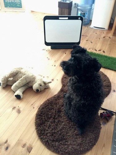 おもちゃの犬と座っている犬