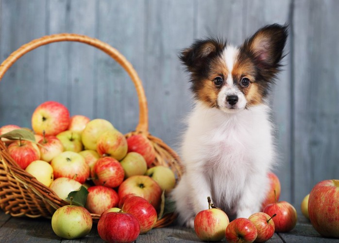 リンゴと犬