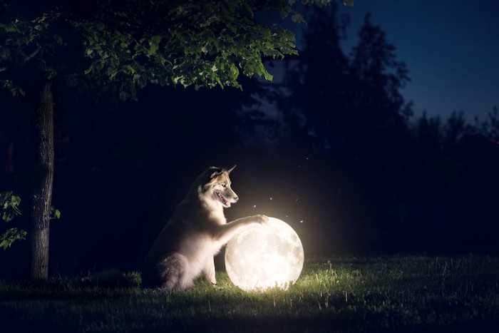 暗闇の中で光る月と白い犬