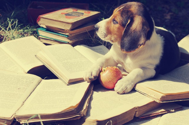 本の上に座る犬