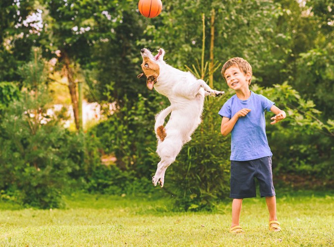 ジャンプしてボールで遊ぶ犬と男の子