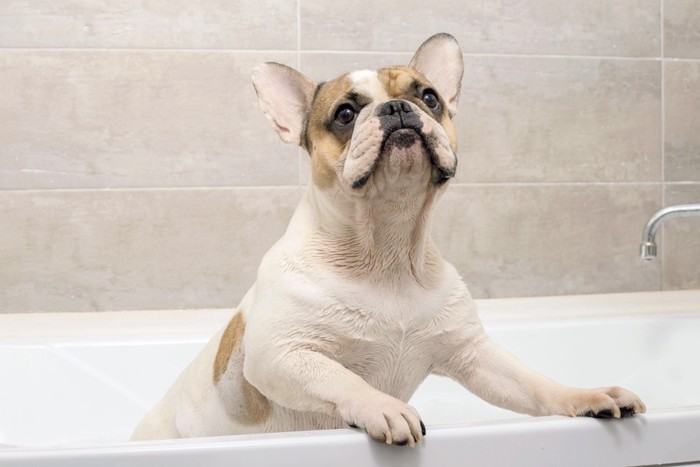 お風呂の縁につかまっている犬