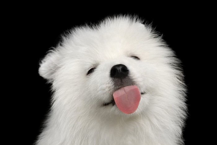 舌を出す犬