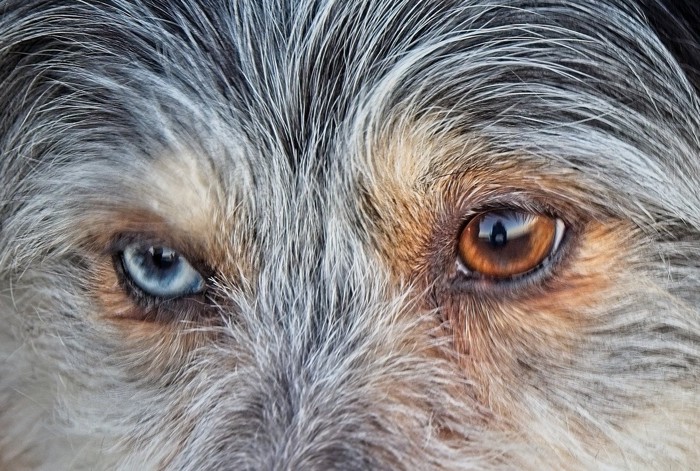 オッドアイの犬の目