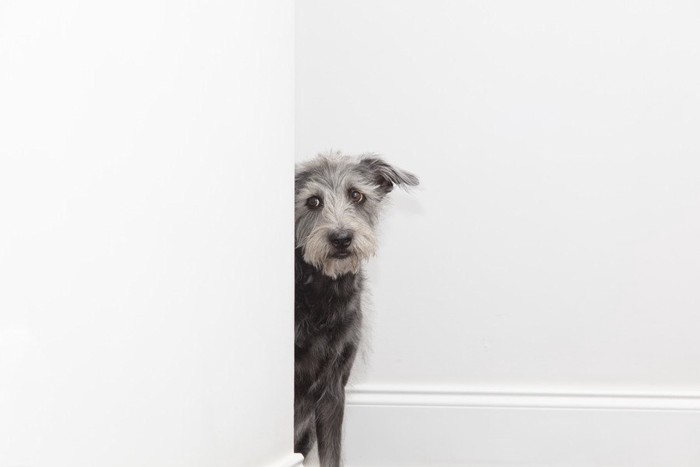 物陰から不安気に覗いている犬、真っ白い壁