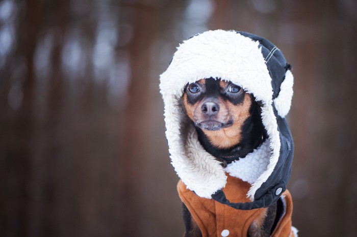 防寒対策をする犬