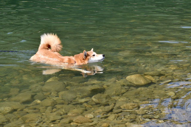 川で泳いでいる柴犬